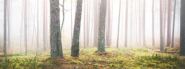 Pinhais Antigos Num Nevoeiro Branco Matinal Paisagem Outono Idílica Floresta — Fotografia de Stock