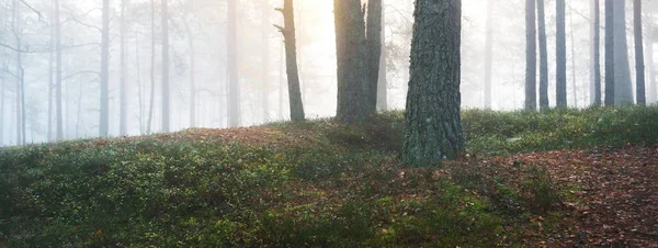Nebbia Mattutina Una Foresta Mista Conifere Pino Abeti Sulle Colline — Foto Stock