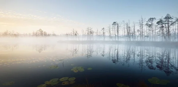 Bažinaté Lesní Jezero Husté Tajemné Mlze Při Východu Slunce Cenas — Stock fotografie