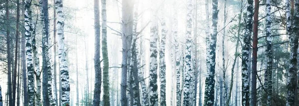 Mystisk Björkskog Morgondimma Vid Soluppgången Solstrålarna Flödar Genom Trädstammarna Lettland — Stockfoto