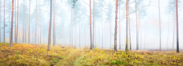 Mossy Λόφους Του Πευκοδάσους Μια Λευκή Ομίχλη Δάπεδο Από Πολύχρωμα — Φωτογραφία Αρχείου