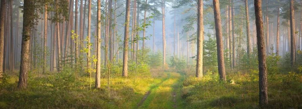 Camino Majestuoso Bosque Pinos Siempreverdes Una Niebla Matutina Primeros Planos —  Fotos de Stock