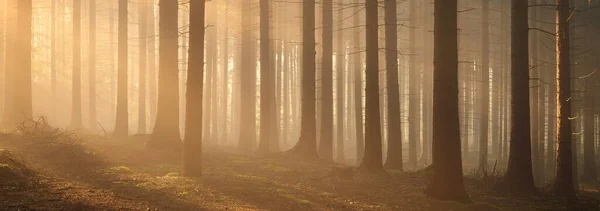 晨雾中雄伟的常绿森林的全景 巨大的松树轮廓 大气梦幻般的夏季风景 神秘的金色光芒 童话故事 — 图库照片