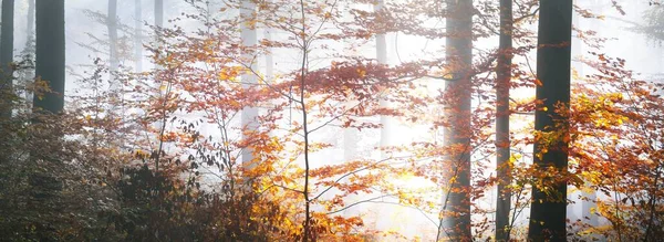 カラフルな背の高いブナの木のクローズアップ 赤とオレンジの葉の森の床 妖精の秋の風景 木の幹を通して輝く純粋な朝の日差し ドイツのハイデルベルク — ストック写真
