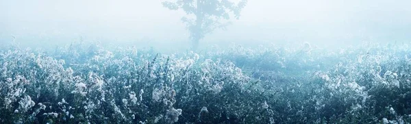 在日出时分的晨雾中 孤零零的枫树和一片繁茂的田野 黑暗的轮廓映衬着蔚蓝的天空 宁静的神秘风景 概念艺术 图形简约主义 Kemeri 拉脱维亚 — 图库照片