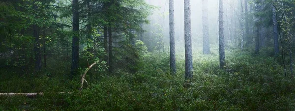 Evergreen forest in a thick white fog at sunrise. Fir and pine trees close-up. Tranquil mysterious landscape. Environmental conservation in Kemeri national park, Latvia