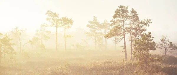 Bog Morning Mist Sunrise Young Pine Trees Forest Floor Blooming — Stock Photo, Image