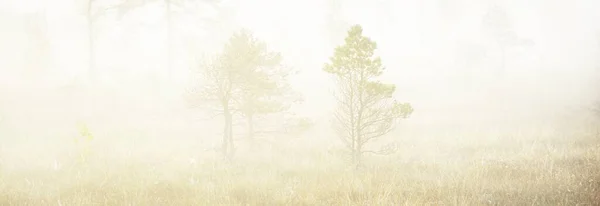 Болото Утреннем Тумане Рассвете Молодые Сосны Лесная Подстилка Цветущих Вересковых — стоковое фото