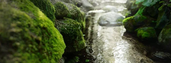 Kleiner Fluss Bach Dunklen Immergrünen Wald Kristallklares Wasser Felsen Moos — Stockfoto