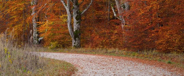 Enrolamento Estrada Rural Através Floresta Faia Troncos Árvore Poderosos Folhas — Fotografia de Stock