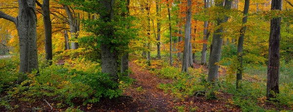 Malownicze Krajobrazy Ciemnego Tajemniczego Lasu Bukowego Potężne Drzewa Żółte Czerwone — Zdjęcie stockowe