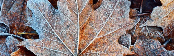 황금색 단풍나무 바닥은 서리로 근접되어 자연적 그래픽 리소스 — 스톡 사진