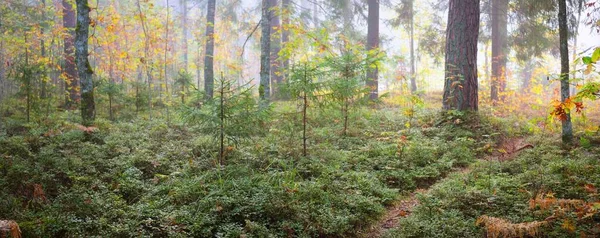 Panoramisch Uitzicht Mysterieus Bos Een Mist Bij Zonsopgang Zacht Zonlicht — Stockfoto