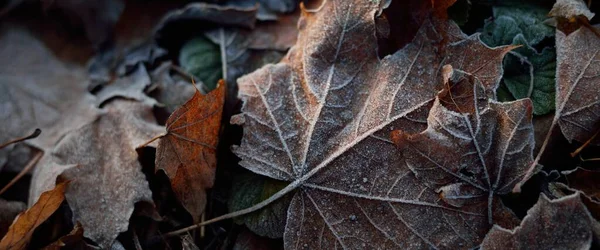 Skogsbotten Bruna Lönnlöv Kristallklar Hes Textur Bakgrund Tapeter Grafiska Resurser — Stockfoto