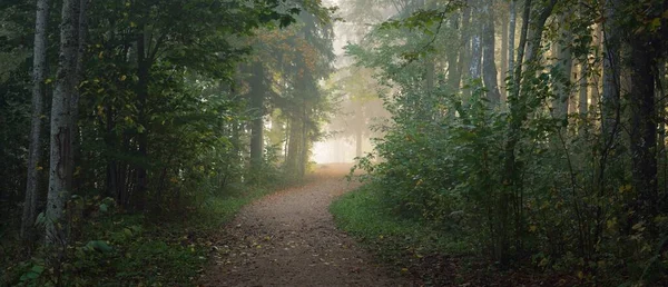 Caminho Através Floresta Perene Misterioso Nevoeiro Matutino Túnel Natural Das — Fotografia de Stock