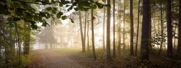 Pathway Evergreen Forest Mysterious Morning Fog Natural Tunnel Colorful Trees — Stock Photo, Image