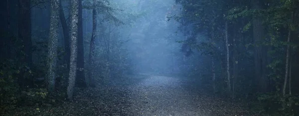 Chemin Travers Forêt Dans Mystérieux Brouillard Matinal Tunnel Naturel Des — Photo