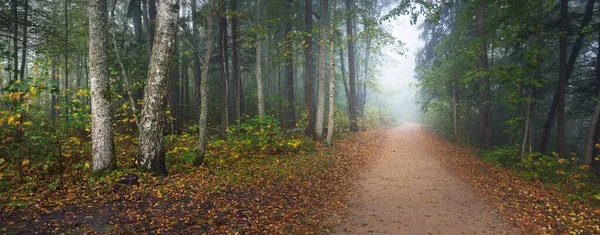 Cesta Skrz Věčně Zelený Les Tajemné Ranní Mlze Přirozený Tunel — Stock fotografie