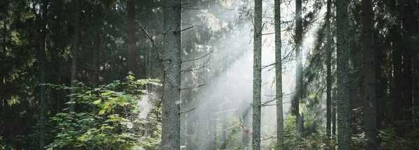 Panoramic View Mysterious Evergreen Forest Fog Sunrise Pure Sunlight Sunbeams — Stock Photo, Image