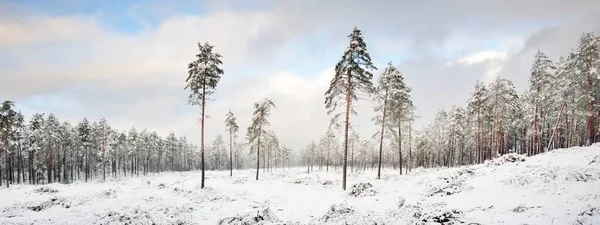 Floresta Perene Coberta Neve Depois Uma Nevasca Pôr Sol Pinheiro — Fotografia de Stock