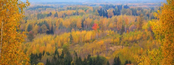 Pintoresca Vista Panorámica Aérea Del Colorido Bosque Otoñal Hojas Doradas — Foto de Stock