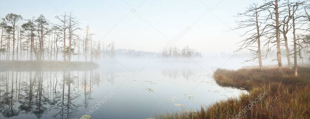 Swampy forest lake in a thick mysterious fog at sunrise. Cenas tirelis, Latvia. Golden sunlight through the evergreen tree trunks. Symmetry reflections on the water. Idyllic autumn landscape