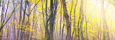 Sonbahar ormanının panoramik manzarası. Güçlü ağaçlar, yosun. Yeşil, turuncu, sarı, altın yapraklar. Güneş ışığı. Idyllic manzara. Loire, Fransa. Mevsimler, doğa, çevre koruma, eko-turizm