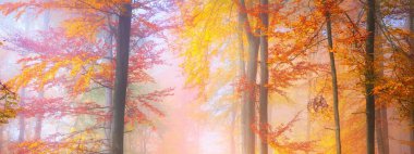 Altın yosunlu kayın ağaçlarından geçen bir patika. Kırmızı ve turuncu yapraklardan oluşan orman tabanı. Peri sonbahar manzarası. Ağaç gövdelerinde saf güneş ışığı. Doğal tünel. Heidelberg, Almanya