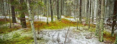 Beyaz bir sis içinde Evergreen çam ağaçları. Ormandaki ilk kar, altın yapraklar, Finlandiya. Ağaç kütükleri yakın plan. Atmosferik manzara. Mevsimler, iklim değişikliği, çevre koruma, ekoloji, iklim