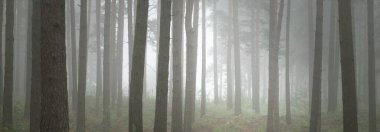 Görkemli Evergreen Ormanı 'na giden yol. Gizemli sis. Firavun, ladin, çam ağaçları. Idyllic yaz sahnesi. Doğa, ekoloji, çevre koruma. Karanlık atmosferik manzara. Panoramik görünüm