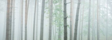 Görkemli Evergreen Ormanı 'na giden yol. Gizemli sis. Firavun, ladin, çam ağaçları. Idyllic yaz sahnesi. Doğa, ekoloji, çevre koruma. Karanlık atmosferik manzara. Panoramik görünüm