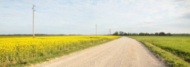 Bulutlu mavi gökyüzüne karşı, çiçek açan sarı kolza tohumu tarlasından geçen boş köy yolu, Letonya. Idyllic kırsal kesim. Tarım, yakıt ve gıda sanayii, alternatif enerji, çevre koruma