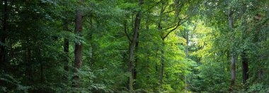 Yeşil kayın ormanlarının tepelerinde (kırsal yol). Güçlü ağaçlar. Doğal tünel. Atmosferik yaz manzarası. Rhineland, Almanya. Doğa, ekoloji, çevre koruma, eko-turizm