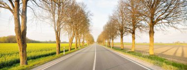 Gün batımında tarımsal kırsal alanlarda boş bir otoyol. Uzun yaprak döken ağaçlardan oluşan bir ara sokak. Bahar manzarası. Yeni asfalt yol. Hız, özgürlük, sürüş. Panoramik görünüm