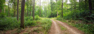 Karanlık kayın ormanlarının tepelerinde (kırsal yol). Güçlü ağaçlar. Doğal tünel. Atmosferik yaz manzarası. Rhineland, Almanya. Doğa, ekoloji, çevre koruma, eko-turizm