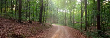 Karanlık kayın ormanlarının tepelerinde (kırsal yol). Güçlü ağaçlar. Doğal tünel. Atmosferik yaz manzarası. Rhineland, Almanya. Doğa, ekoloji, çevre koruma, eko-turizm