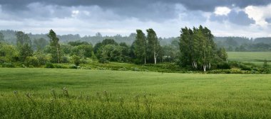 Arka planda yeşil alan ve orman var. Huş ağaçları yakın plan. Kara fırtına bulutları. Kır manzarası. Hava kararsız. - Letonya. Kasırga, meteoroloji, ekoloji, doğa olayları