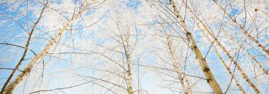 Kar fırtınasından sonra huş ağacının alçak açılı görüntüsü, ağaç gövdeleri yakın plan. Dalların üzerinde don var. Açık mavi gökyüzü. Ilık güneş ışığı. Letonya