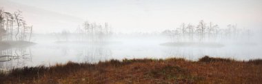 Gün doğumunda yoğun ve gizemli bir siste batık orman gölü. Cenas tirelis, Letonya. Sonsuza dek yeşil ağaç gövdelerinin arasından altın güneş ışığı. Suyun simetri yansımaları. Idyllic sonbahar manzarası