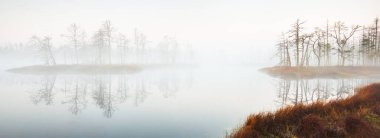 Gün doğumunda yoğun ve gizemli bir siste batık orman gölü. Cenas tirelis, Letonya. Sonsuza dek yeşil ağaç gövdelerinin arasından altın güneş ışığı. Suyun simetri yansımaları. Idyllic sonbahar manzarası