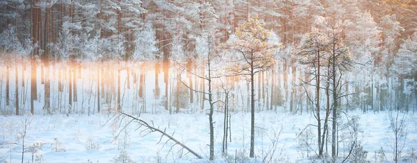 Juniper Świerk Sosny Zachodzie Słońca Las Iglasty Mgle Zamieci Złote — Zdjęcie stockowe