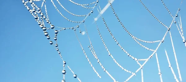 Pavučina Rostliny Rosa Kapky Zblízka Přirozený Vzor Jasné Modré Nebe — Stock fotografie