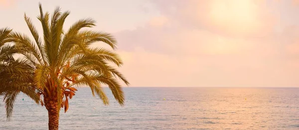 Palm Sandstranden Sommardag Rosa Solnedgångsmoln Mjukt Solljus Medelhavet Alicante Spanien — Stockfoto