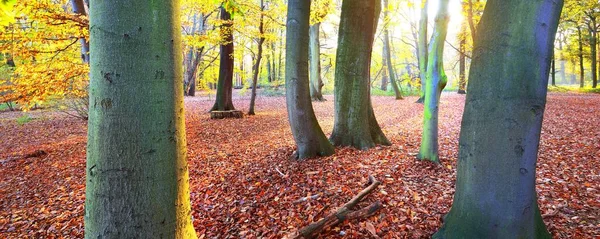 Vista Perto Das Antigas Árvores Faia Dourada Parque Nachtegalen Raios — Fotografia de Stock