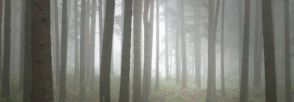 Sentiero Attraverso Maestosa Foresta Sempreverde Misteriosa Nebbia Abete Abete Rosso — Foto Stock