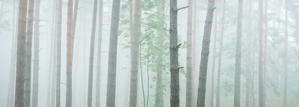 Vägen Genom Den Majestätiska Vintergröna Skogen Mystisk Dimma Fir Gran — Stockfoto