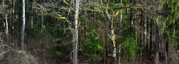 Fiume Nella Foresta Mista Conifere Vecchio Muschio Betulla Abete Rosso — Foto Stock