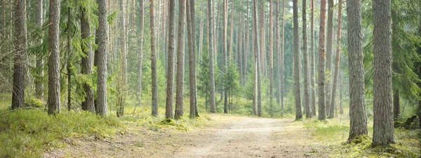 常緑の森を介して農村道路 トウヒの木 木のログ 緑の植物 柔らかい日差し 春の風景 ヨーロッパだ 生態学 エコツーリズム ノルディックウォーキング — ストック写真