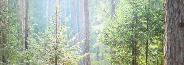 상록수 구릉지를 지나는 소나무 전나무 가문비나무 통나무 생태학 생태관광 — 스톡 사진