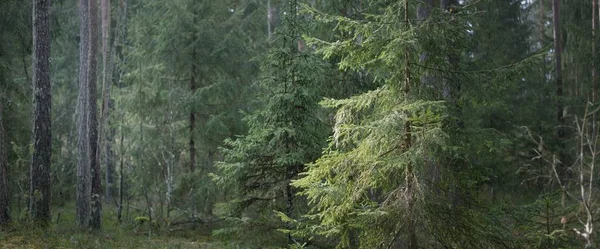暗い常緑樹林の丘を通過します トウヒの木 木のログ 緑の植物 ヨーロッパの春 生態学 環境保全 エコツーリズム — ストック写真